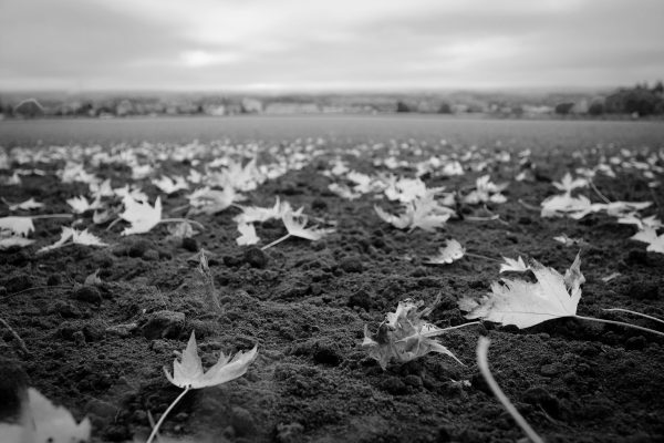October Field