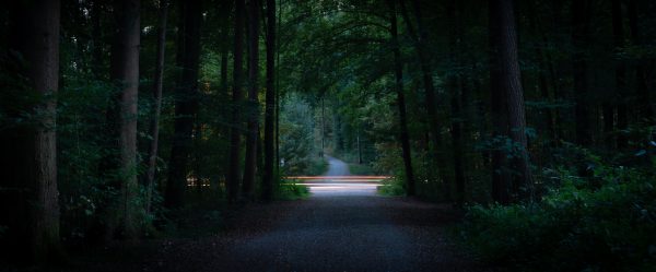Glow in the forrest