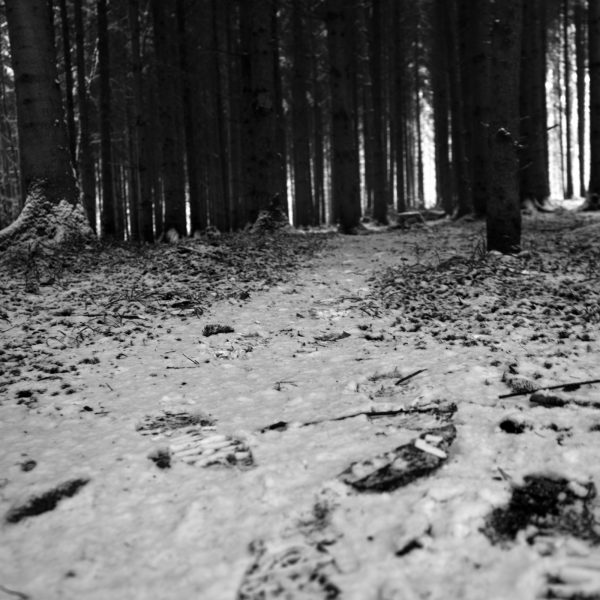 Traces in the snow 5