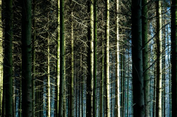 Forrest