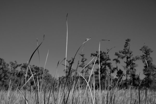 Swampland